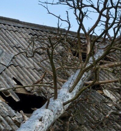 Tree fallen on roof